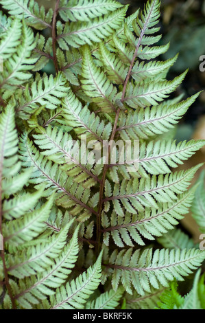 Athyrium niponicum var Pictum,  Japanese painted fern, Woodsiaceae, Athyrium niponicum var Pictum, Burgundy Lace, China, Korea, Stock Photo