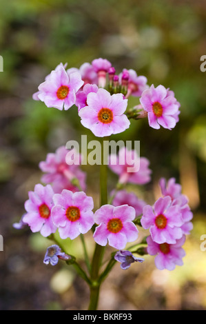 Pink spring flowers of Japanese Primrose, Japanese Cowslip, Primula japonica, Japan, Asia Stock Photo