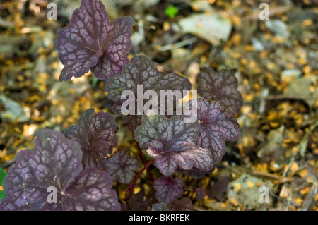 Purple Heuchera var Velvet night Coral bells, Saxifragaceae, Stock Photo