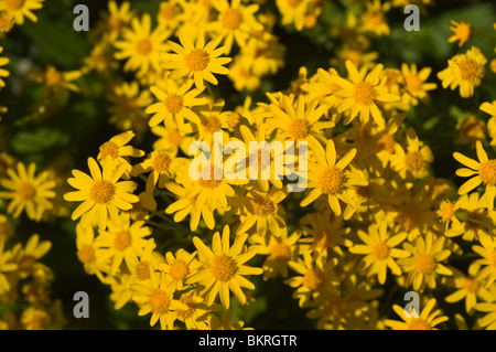 Eurybia schreberi, Aster schreberi, Schreber's aster, herb, asteraceae, Canada, USA, North America Stock Photo