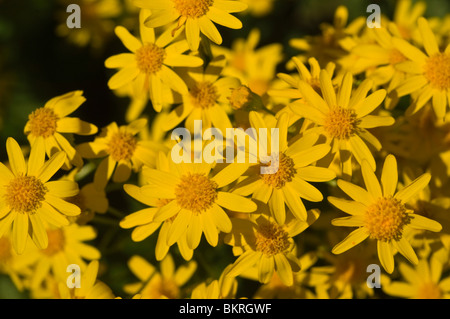 Eurybia schreberi, Aster schreberi, Schreber's aster, herb, asteraceae, Canada, USA, North America Stock Photo