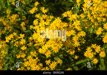 Eurybia schreberi, Aster schreberi, Schreber's aster, herb, asteraceae, Canada, USA, North America Stock Photo