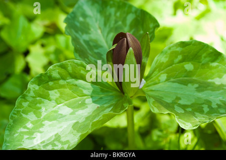 Trillium cuneatum, Sweet Betsy, Melanthiaceae, whip-poor-will flower, large toadshade, purple toadshade, bloody butcher, USA Stock Photo