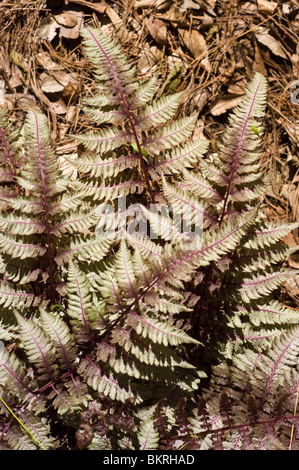 Athyrium niponicum var Burgundy Lace,  Japanese painted fern, Woodsiaceae, China, Korea, Japan, wietlica japonska Stock Photo