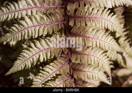Athyrium niponicum var Burgundy Lace,  Japanese painted fern, Woodsiaceae, China, Korea, Japan, wietlica japonska Stock Photo