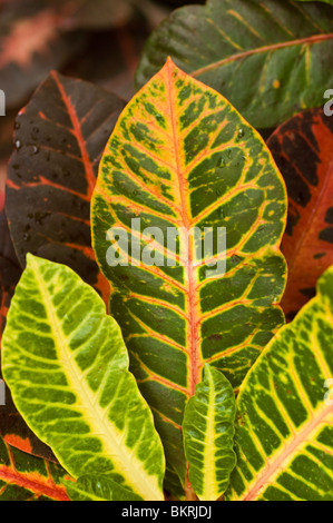 Codiaeum variegatum, Croton variegatum, variegated croton, garden croton, Euphorbiaceae, India, Sri Lanka, Indonesia, Malaysia Stock Photo