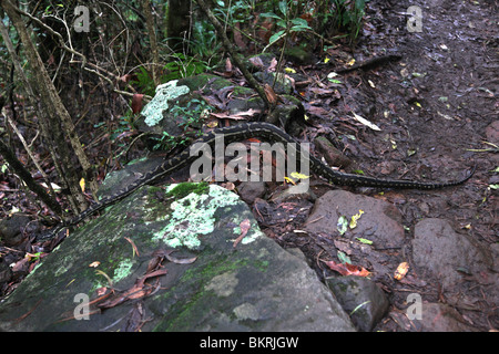 Carpet Python (Morelia spilota) Mt Warning (Wollumbin), NSW, Australia Stock Photo