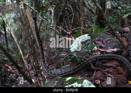 Carpet Python (Morelia spilota) Mt Warning (Wollumbin), NSW, Australia Stock Photo