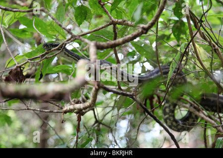 Carpet Python (Morelia spilota) Mt Warning (Wollumbin), NSW, Australia Stock Photo