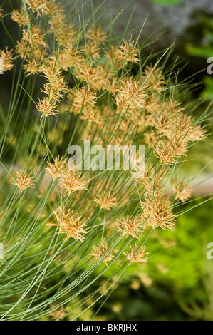 Close-up of paper papyrus (Cyperus papyrus), also known as papyrus sedge or paper reed, showing its distinctive flower heads and green stems. Stock Photo