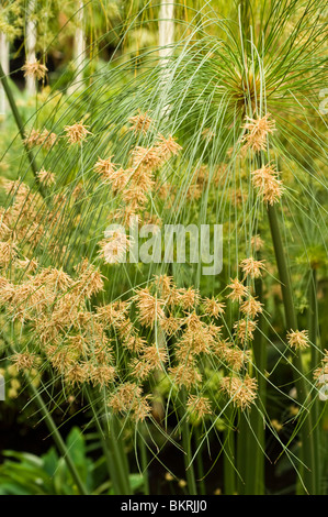 Paper papyrus, papyrus sedge, paper reed, Cyperus papyrus, cyperaceae, Europe, Egypt Stock Photo