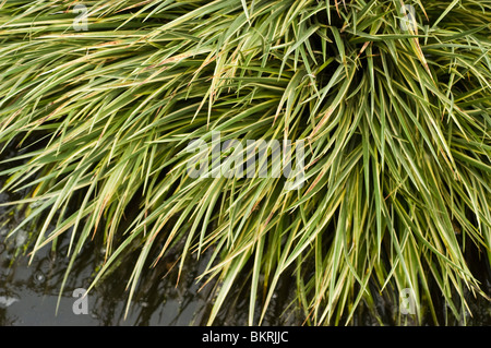 Dwarf sedge, Japanese rush, Japanese sweet flag, Dwarf sweet flag, Acorus gramineus Variegata, araceae, Japan, Asia Stock Photo