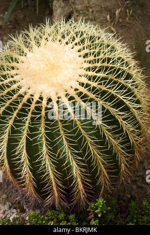 Golden Barrel Cactus, Cactus , close up , detail,  Mexico, Ball, shaped, cactus, Echinocactus grusonii, cactaceae, , Mexico, Nor Stock Photo
