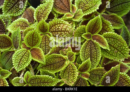 Moon Valley Pilea (Pilea involucrata) plant with textured, crater-like green and bronze leaves, Urticaceae family foliage. Stock Photo