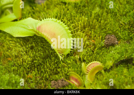 Venus Flytrap, Dionaea muscipula, carnivorous plant, Droseraceae Stock Photo