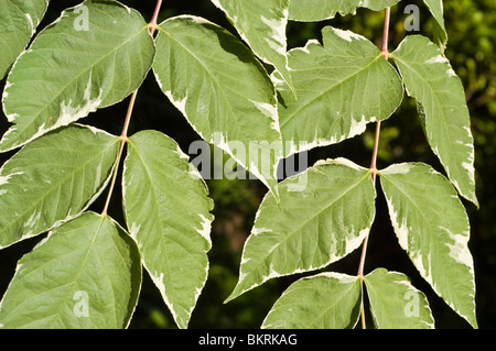 Close-up of variegated leaves of the Japanese Angelica Tree, Aralia elata var Variegata, showing white margins and green centers. Stock Photo