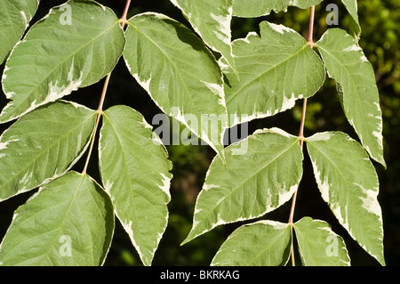 Japanese Angelica Tree, Aralia elata var Variegata, Araliaceae, East Asia Stock Photo