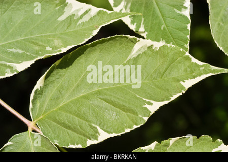Close-up of variegated leaves of the Japanese Angelica Tree, Aralia elata var Variegata, Araliaceae, native to East Asia. Stock Photo