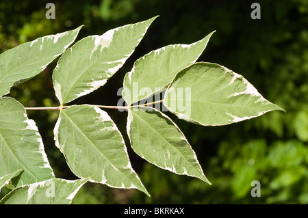 Close-up of the variegated foliage of a Japanese Angelica Tree, Aralia elata var Variegata, showing green and white leaves from East Asia. Stock Photo