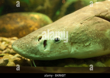 Head close up of Lake sturgeon, Acipenser fulvescens, freshwater fish, North America Stock Photo