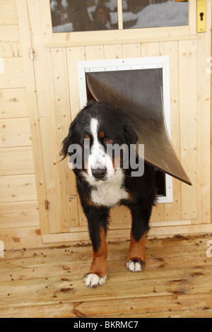 Hundeklappe / dog flap Stock Photo