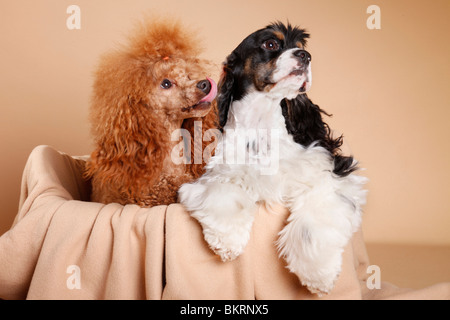 American Cocker Spaniel und Pudel / American Cocker Spaniel and poodle Stock Photo