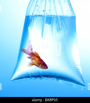 Goldfish in clear plastic bag hi-res stock photography and images - Alamy