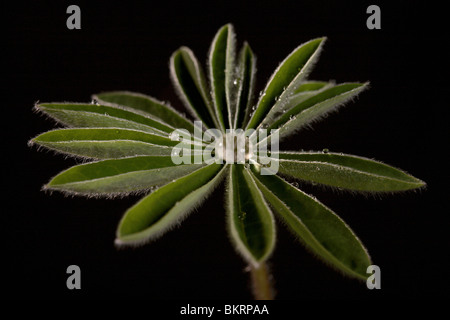 Young sheet of a plant covered with dew on a black background. Stock Photo