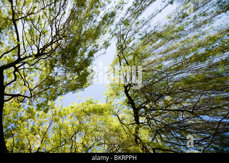 Looking up through willow tree branches and new growth of spring leaves on the river bank. Richmond upon Thames, Surrey. UK. Stock Photo