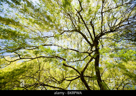 Looking up through willow tree branches and new growth of spring leaves on the river bank. Richmond upon Thames, Surrey. UK. Stock Photo