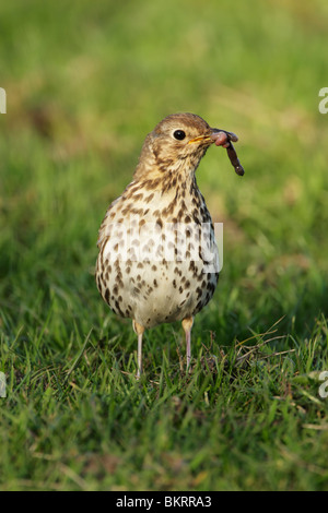 Song thrush (Turdus philomelos) standing on grass with worm in beak Stock Photo
