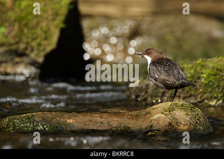 Dipper, white-throated (Cinclus cinclus) standing on a boulder mid stream Stock Photo