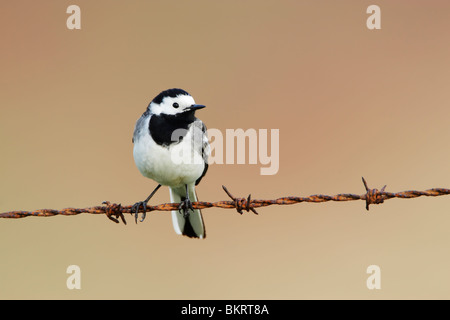 Pied or White wagtail (Motacilla alba) perched on barbed wire fence Stock Photo