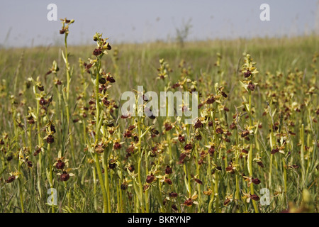 Spinnenragwurz, Ragwurz, Orchidee, ophrys, sphegodes, Early, Spider, Orchid Stock Photo