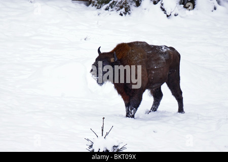 Wisent Bison, European, Bison, bonasus, Stock Photo