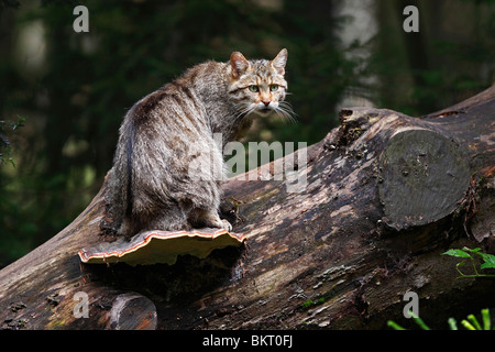 Wildkatze, Europäische, wildcat, Felis, silvestris Stock Photo