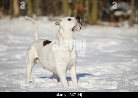 Amerikanische Bulldogge im Schnee / American Bulldog in snow Stock Photo