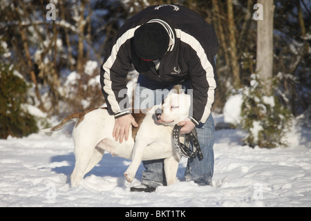 Amerikanische Bulldogge / American Bulldog Stock Photo