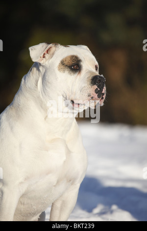 Amerikanische Bulldogge Portrait / American Bulldog Portrait Stock Photo