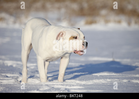 Amerikanische Bulldogge im Schnee / American Bulldog in snow Stock Photo