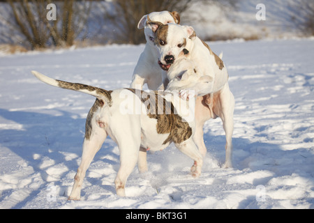 spielender Amerikanische Bulldogen / playing American Bulldogs Stock Photo