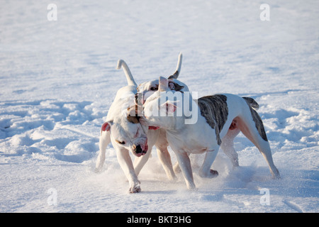 spielender Amerikanische Bulldogen / playing American Bulldogs Stock Photo