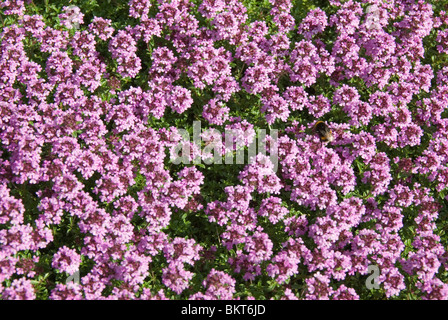A wild bee visiting purple Thyme Stock Photo