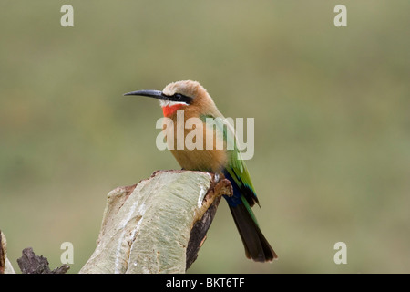 White-fronted bee-eater, central Kenya. Stock Photo