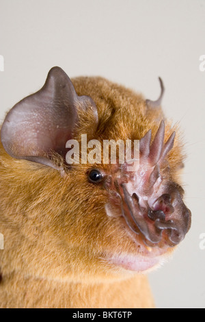 The African trident bat (Triaenops afer) portrait, coastal Kenya. Stock Photo