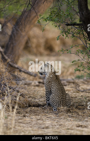 Young male leopard in grassland, namibia, Africa. Stock Photo
