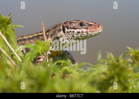 portrait of a male common lizard in early spring on sphagnum around near water Stock Photo