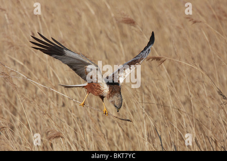Een vliegbeeld van een man bruine kiekendief met nestmateriaal; a flightshot of a male marsh harrier with nesting material Stock Photo