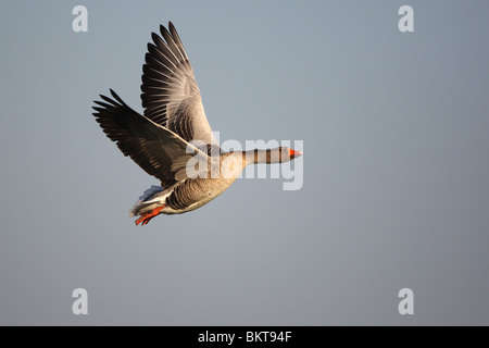 Grauwe gans (Anser anser) in vlucht, BelgiÃ« Greylag geese (Anser anser) in flight, Belgium Stock Photo