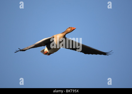 Grauwe gans (Anser anser) in vlucht, BelgiÃ« Greylag geese (Anser anser) in flight, Belgium Stock Photo